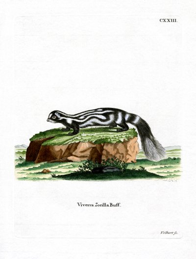 Zorilla (renkli gravür) by German School