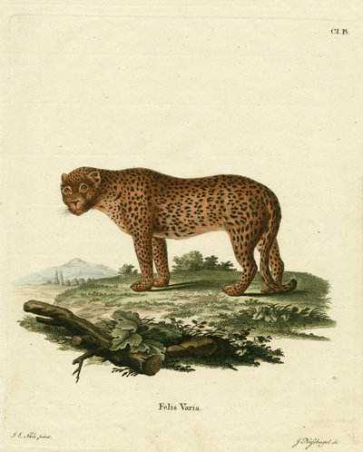 panter (renkli gravür) by German School