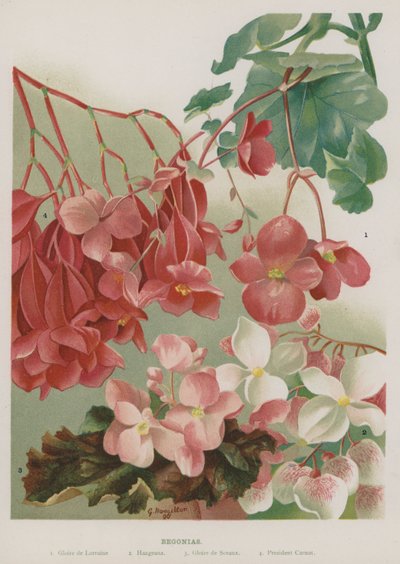 Begonias  by Gertrude Hamilton