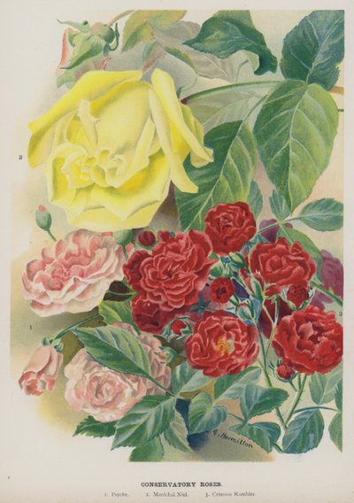 kış bahçesi gülleri by Gertrude Hamilton