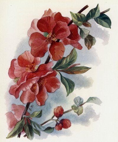Cydonia Japnonica v Cardinalis  by Gertrude Hamilton