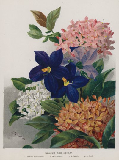 Exacum and Ixoras  by Gertrude Hamilton