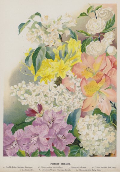 Zorla Çalılar by Gertrude Hamilton