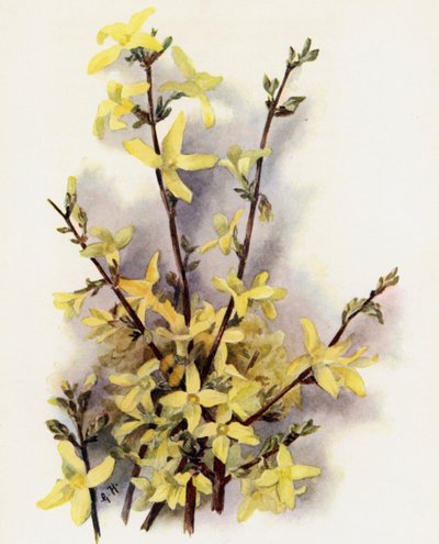 Andromeda Beautiful v Cassinefolia by Gertrude Hamilton