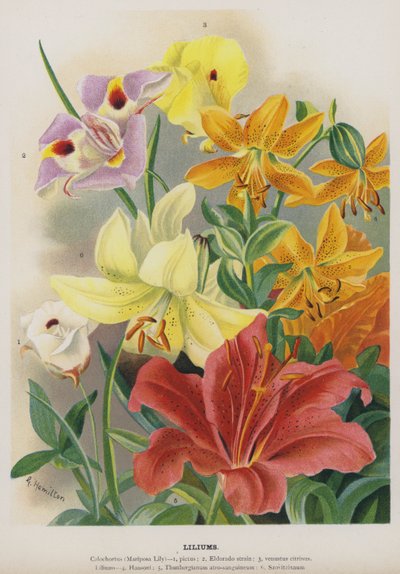 lilyumlar by Gertrude Hamilton