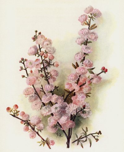 Robinia Hispida turki by Gertrude Hamilton