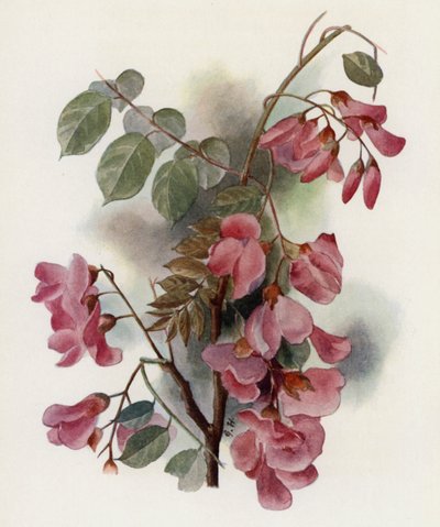 Robinia Hispida  by Gertrude Hamilton