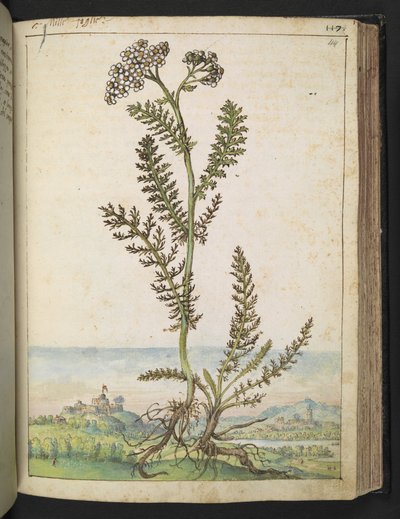 Achillea millefolium: Gherardo Cibo