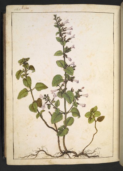 Acinos, Clinopodium: Gherardo Cibo