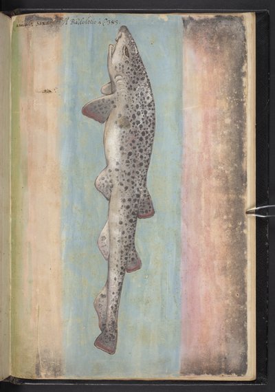MS 22333 f.66r, Balık, 