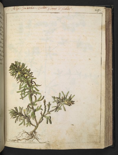 Ajuga chamaepitys: Gherardo Cibo, MS 22333, f116r, c.1564-84 (kağıt üzerine suluboya ve guaj) tarafından yazılan "Roma Devletlerinin Flora Tabloları"ndan yeşil yapraklı ve sarı çiçekli bir bitki by Gherardo Cibo