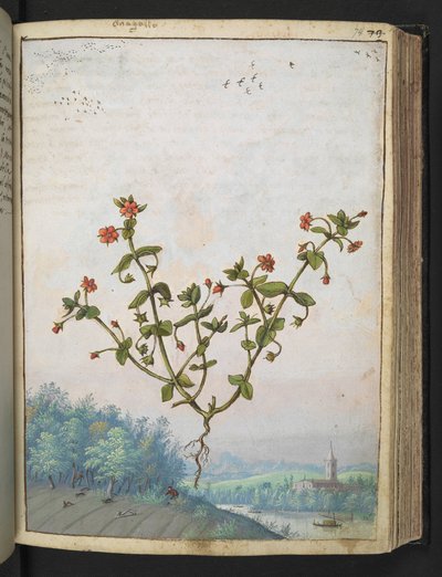 Anagalis arvensis: Gherardo Cibo tarafından yazılan "Roma Devletlerinin Flora Tabloları"ndan kırmızı çiçekli bir bitki, MS 22333, f074r, c.1564-84 (kağıt üzerine suluboya ve guaj) ekleyin by Gherardo Cibo