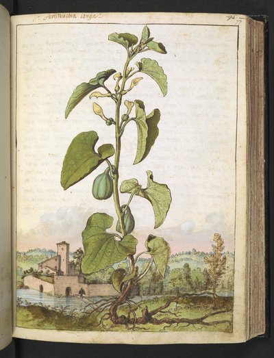 Aristolochia clematitis, Gherardo Cibo