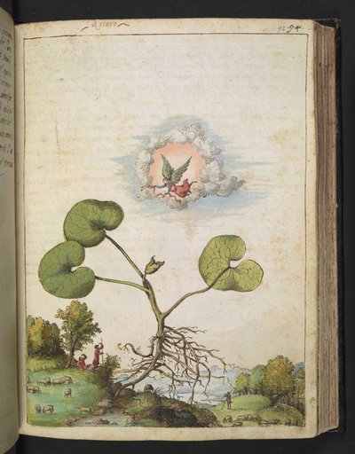 Asarum europaeum, Gherardo Cibo