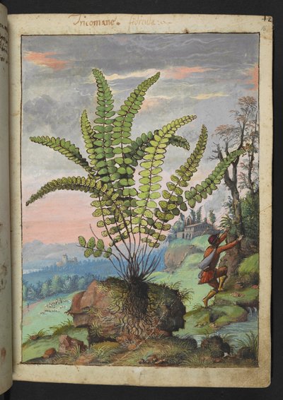 Asplenium trichomanes, Gherardo Cibo