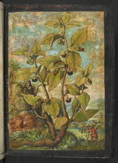 Atropa belladonna veya Atropa bella-donna, Gherardo Cibo tarafından yazılan "Roma Devletlerinin Flora Tabloları"ndan, MS 22333, f005r, c.1564-84 (kağıt üzerine suluboya ve guaj) ekleyin by Gherardo Cibo
