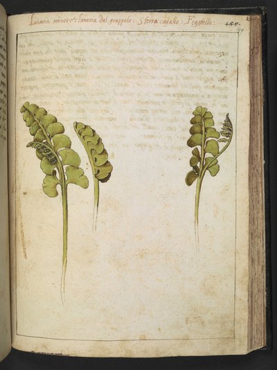 Botrychium lunaria (eğreltiotu), Gherardo Cibo