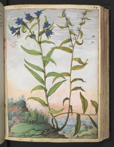 Buglossoides purpurocaerulea , Gherardo Cibo