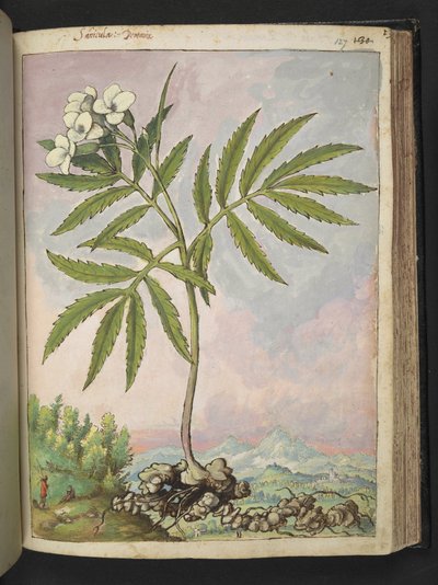 Cardamine heptaphylla, Gherardo Cibo