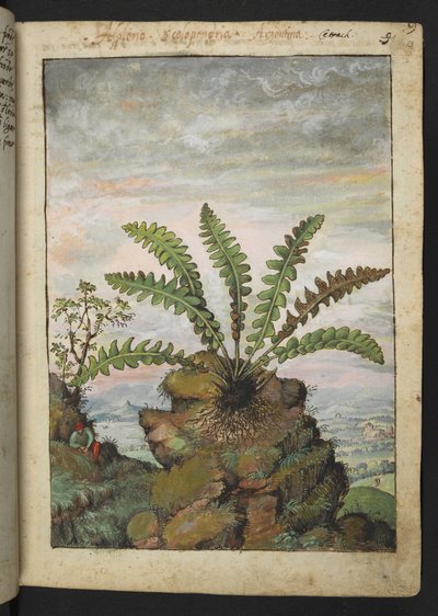 Ceterach officinarum, Gherardo Cibo