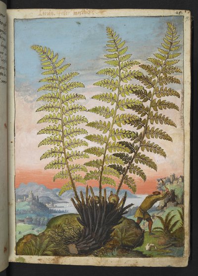 Dryopteris filix mas: Bir eğreltiotu, Gherardo Cibo