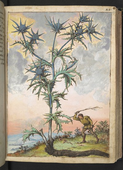Eryngium maritimum, Gherardo Cibo