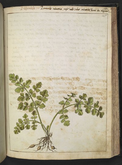 Filipendula, Gherardo Cibo