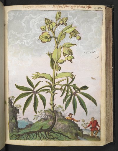 Helleborus foetidus, Gherardo Cibo