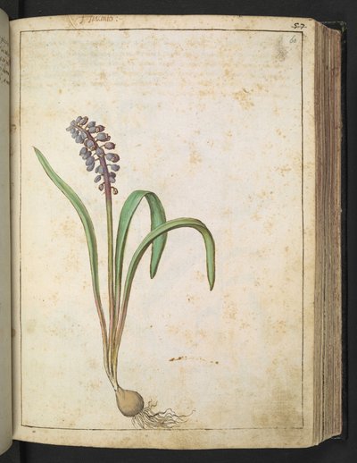 Hyacinthus, Gherardo Cibo