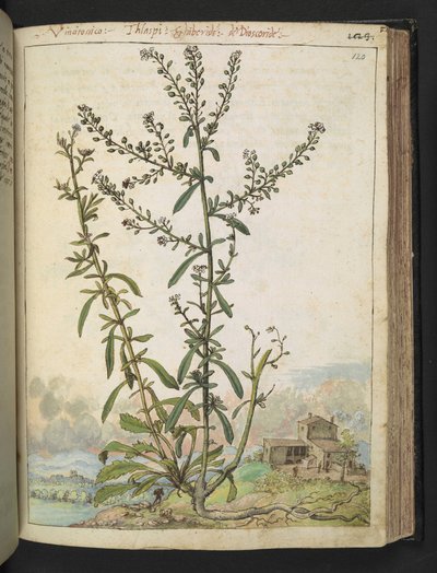 Lepidium graminifolium, Gherardo Cibo