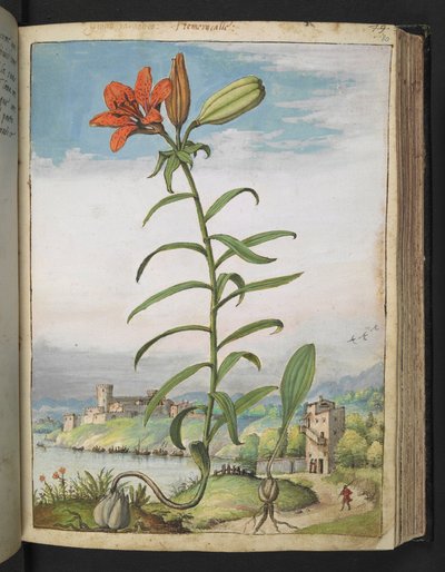 Lilium bulbiferum: Gherardo Cibo