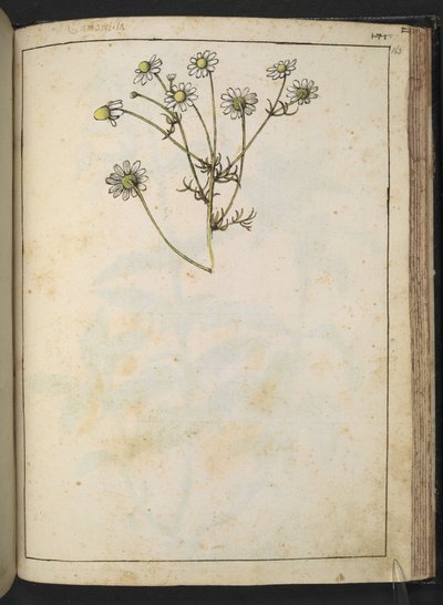 Matricaria chamomilla (Papatya), Gherardo Cibo