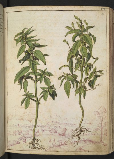 Mercurialis annua, Gherardo Cibo