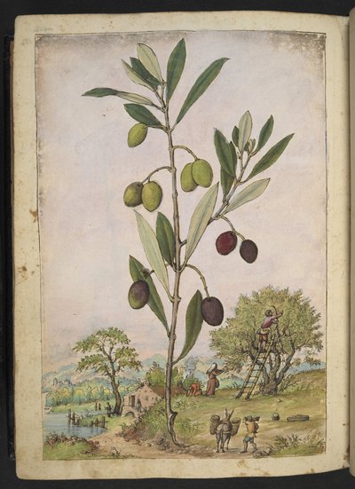 Olea europaea (Zeytin ağacı), Gherardo Cibo