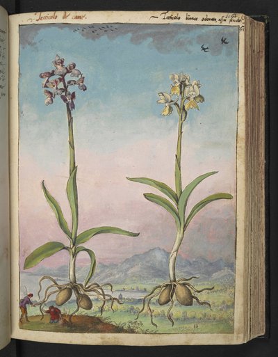 Orchis pallens: Gherardo Cibo