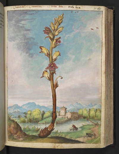 Orobanche gracilis, Gherardo Cibo