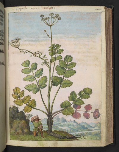 Pimpinella major, Gherardo Cibo tarafından yazılan "Roma Devletlerinin Flora Tabloları"ndan, MS 22333, f100r, c.1564-84 ekleyin (kağıt üzerine suluboya ve guaj) by Gherardo Cibo