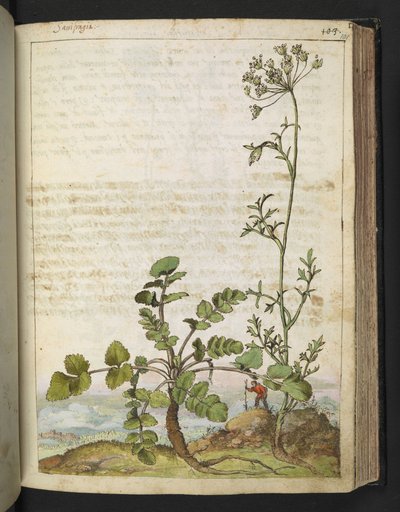 Pimpinella saxifraga, Gherardo Cibo