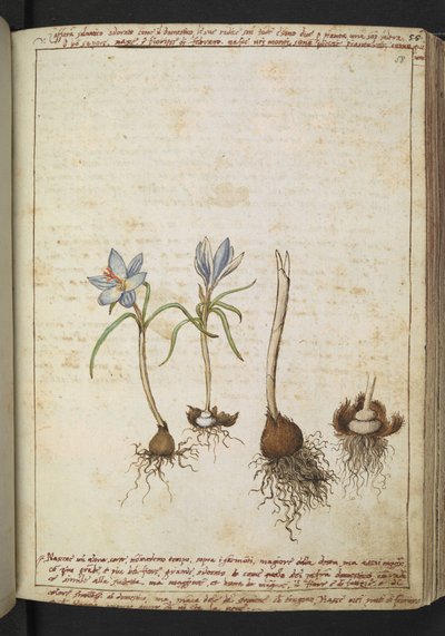 Gherardo Cibo