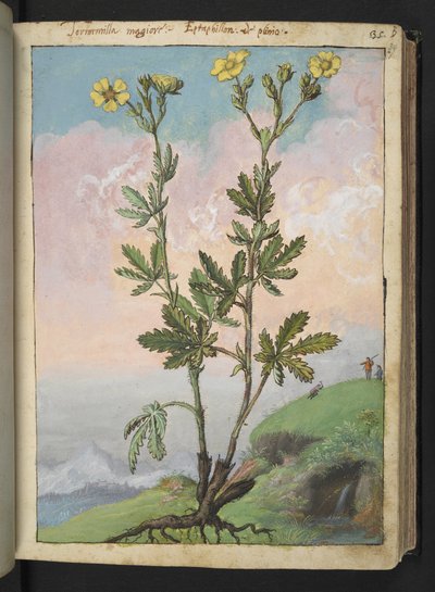 Potentilla recta: Gherardo Cibo