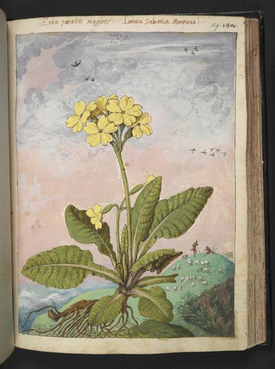 Primula elatior: Sarı yaprakları olan bir bitki. , Gherardo Cibo
