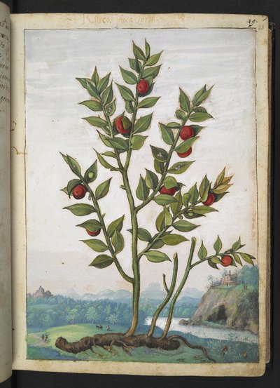 Ruscus aculeatus: Gherardo Cibo