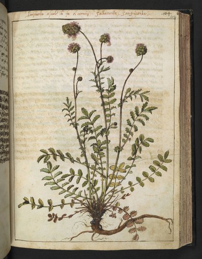 Sanguisorba minör, Gherardo Cibo