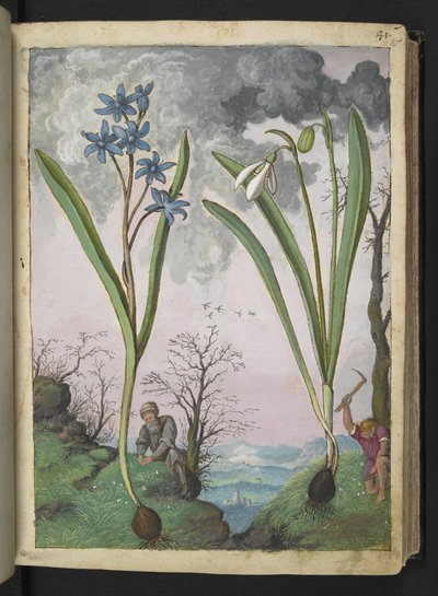 Scilla bifolia ve Galanthus nivalis, Gherardo Cibo