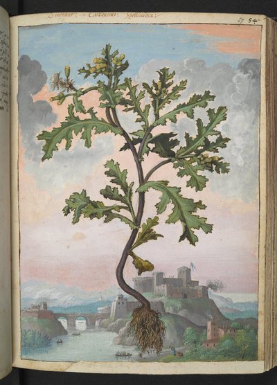 Senecio vulgaris, Gherardo Cibo
