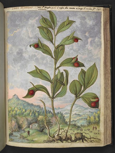Streptopus amplexifolius (Bükülmüş sap), Gherardo Cibo