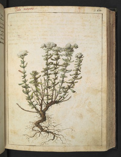 Teucrium montanum, Gherardo Cibo