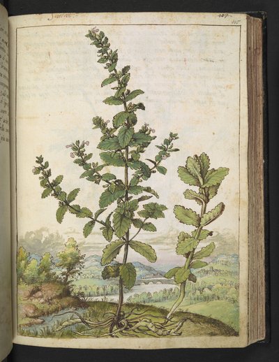 Teucrium scordium, Gherardo Cibo
