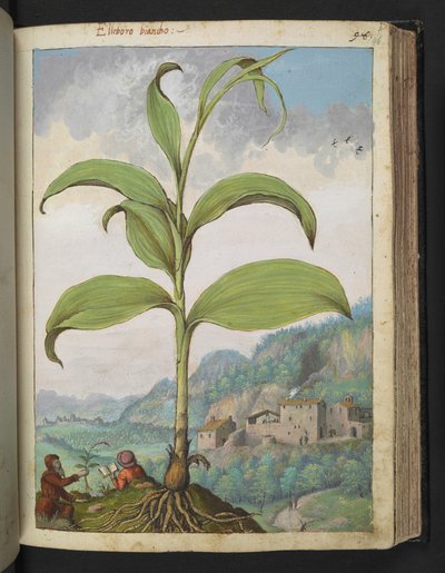 Veratrum nigrum, Gherardo Cibo