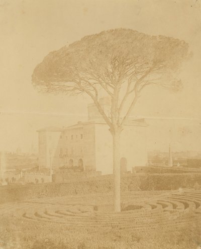 [Palazzo Dışındaki Resmi Bahçedeki Ağaç], 1860